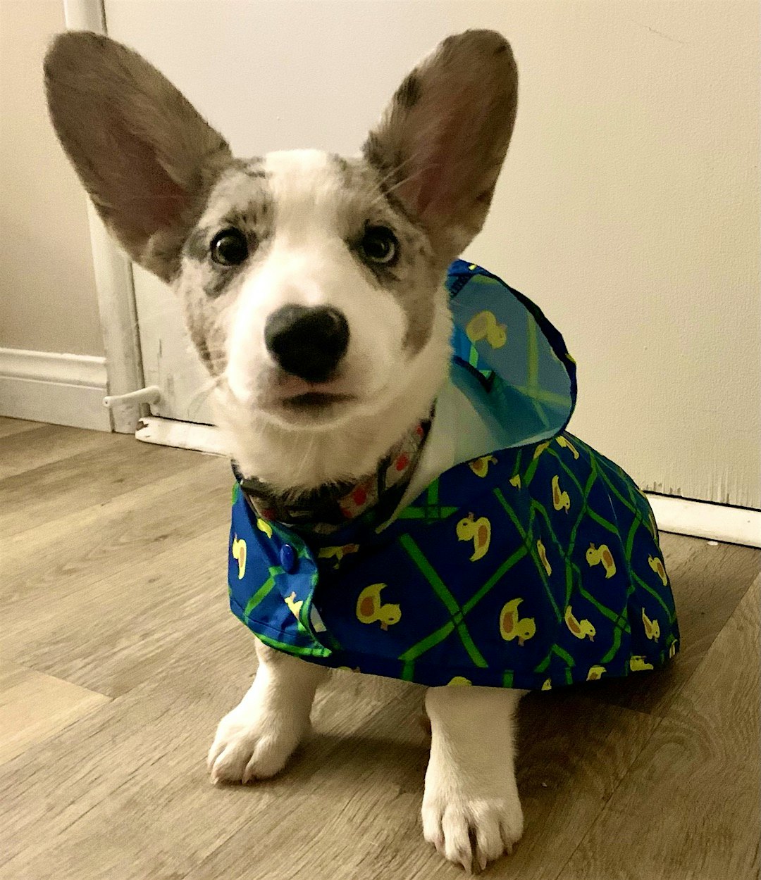 Blue Merle Corgi wearing a duck-patterned dog raincoast